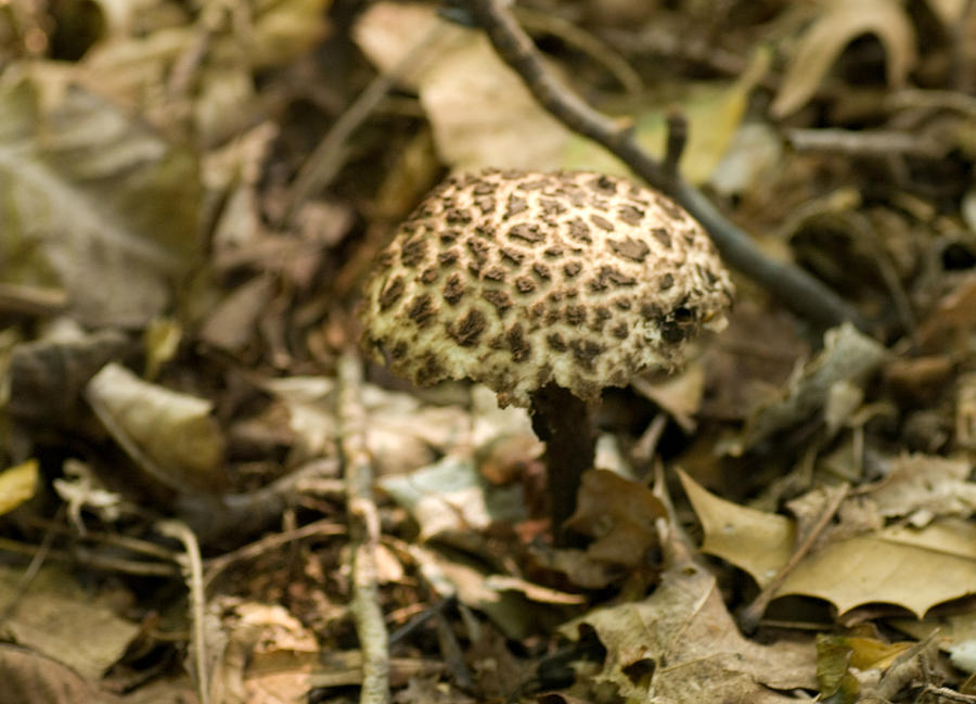 Mushroom Under the Canopy Photograph by Greg Graham