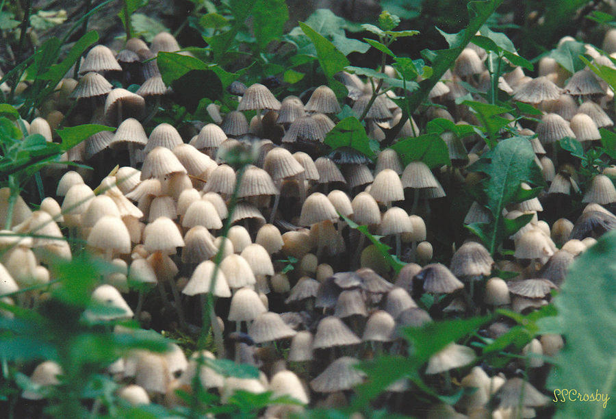 Mushroom Village Photograph by Susan Stevens Crosby