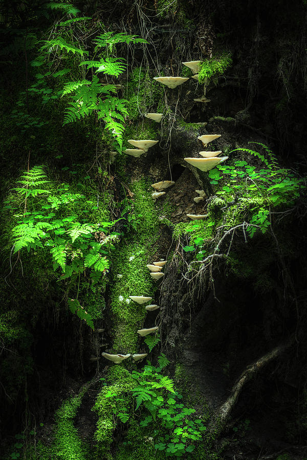 Mushroom Wall Photograph by Petri Damst??n