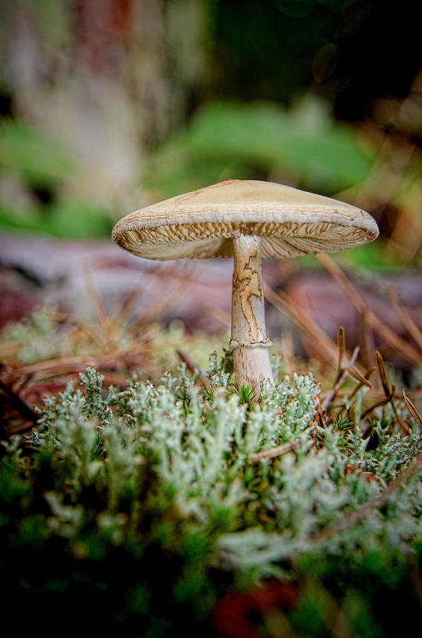 Mushroom1 Photograph by Beth Sawickie