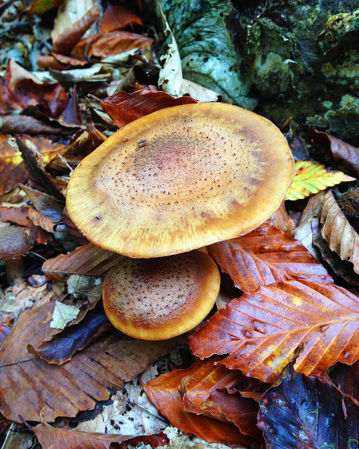 Mushroom Photograph - Mushroom15 by Jeff Klingler