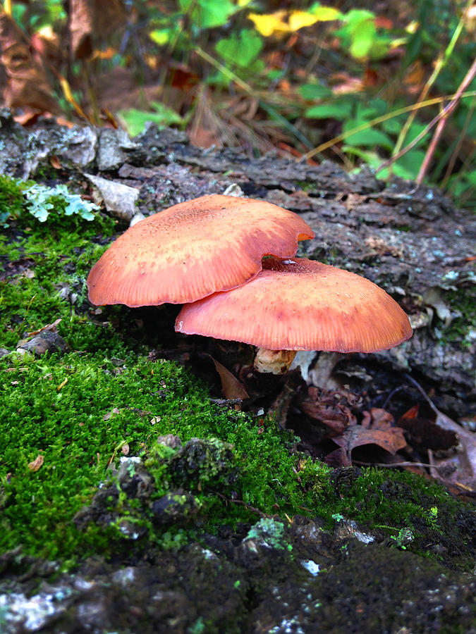 Mushroom Photograph - Mushroom20 by Jeff Klingler
