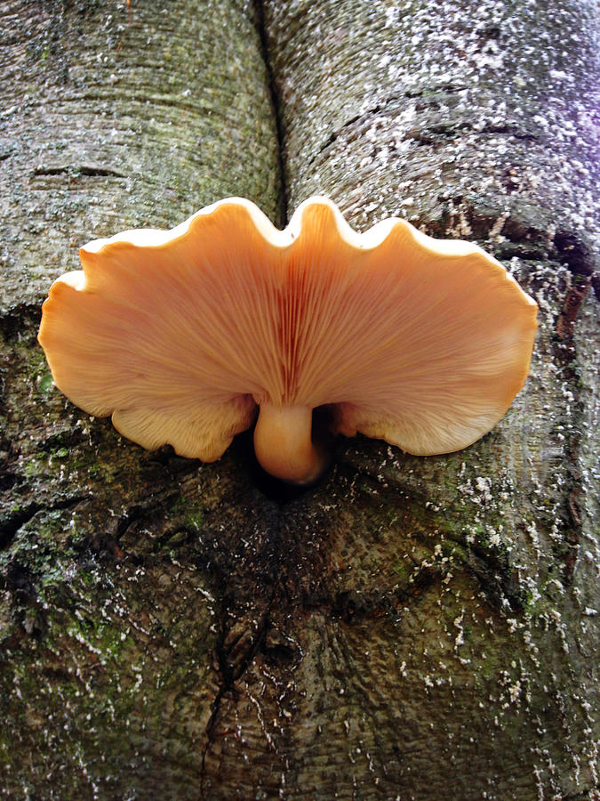 Mushroom Photograph - Mushroom4 by Jeff Klingler
