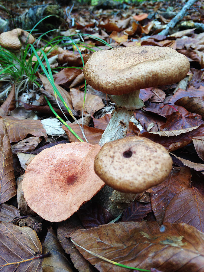 Mushroom Photograph - Mushroom8 by Jeff Klingler