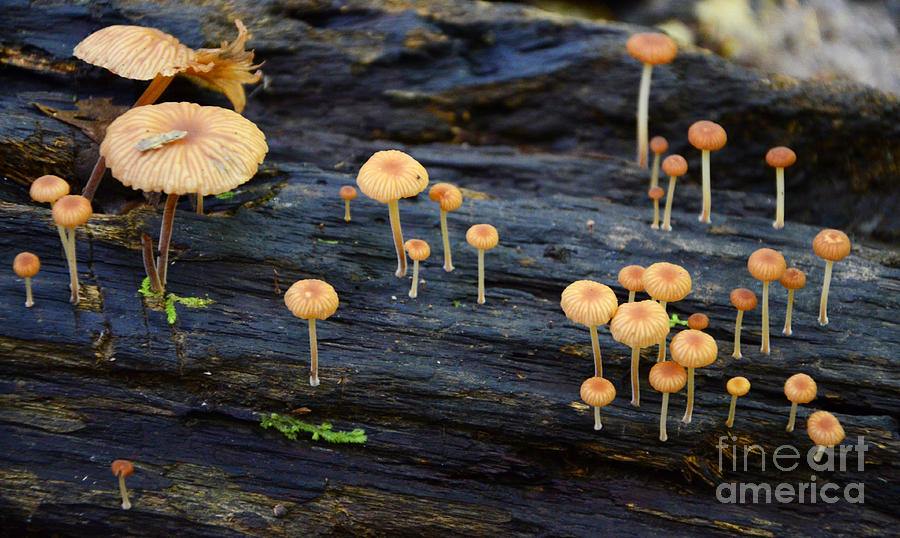 Mushrooms Amazon Jungle Brazil 4 Photograph by Bob Christopher