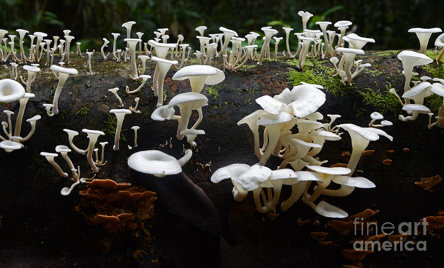 Mushrooms Amazon Jungle Brazil 5 Photograph by Bob Christopher