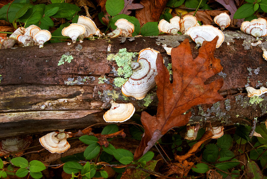 Mushrooms and Leaf Photograph by Paul W Faust -  Impressions of Light