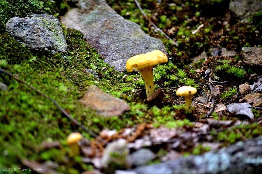 Mushrooms and Moss Photograph by Tara Potts