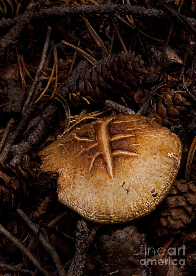 Mushrooms And Pine Combs   #3659 Photograph by J L Woody Wooden