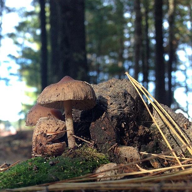 Mushrooms And Pine-needles Photograph by Raam Dev