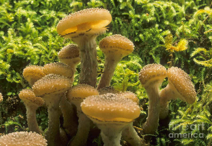 Mushrooms Armillaria Mellea Photograph by Richard and Ellen Thane