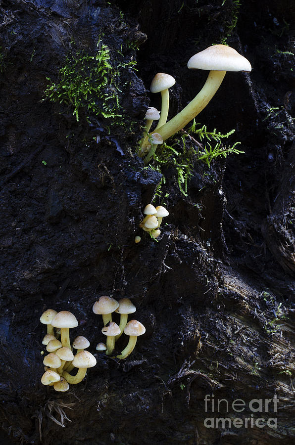 Mushrooms Columbia Gorge Oregon 3 Photograph by Bob Christopher