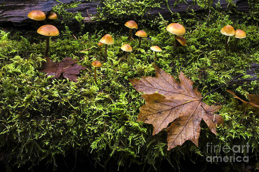 Mushrooms Columbia Gorge Oregon 4 Photograph by Bob Christopher
