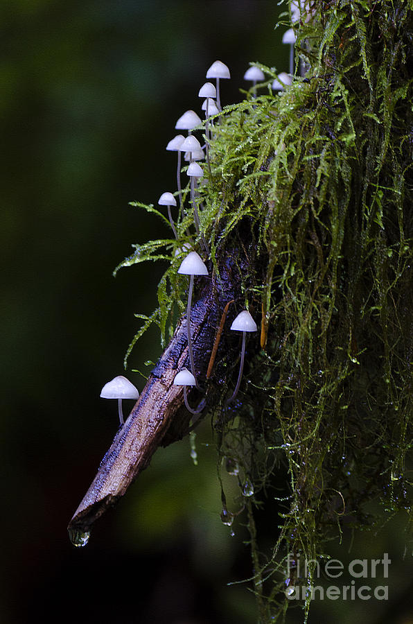 Mushrooms Columbia River Gorge Oregon 1 Photograph by Bob Christopher