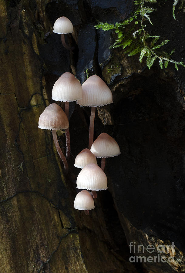 Mushrooms Columbia River Gorge Oregon 2 Photograph by Bob Christopher