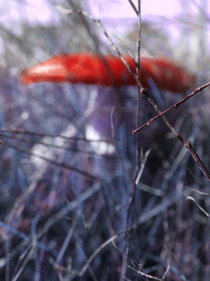 Mushroom Photograph - Mushrooms Contain Deadly Magic by Steve Taylor