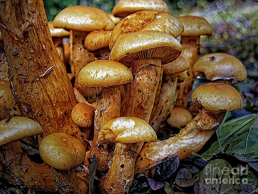 Mushroom Cluster Digital Art by Dee Flouton
