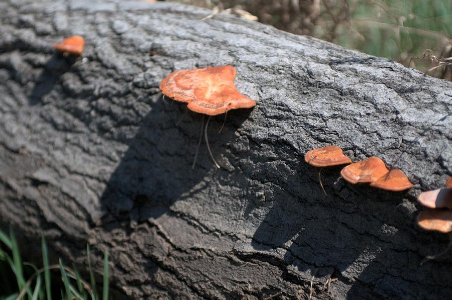 Mushrooms Photograph by Douglas Pike
