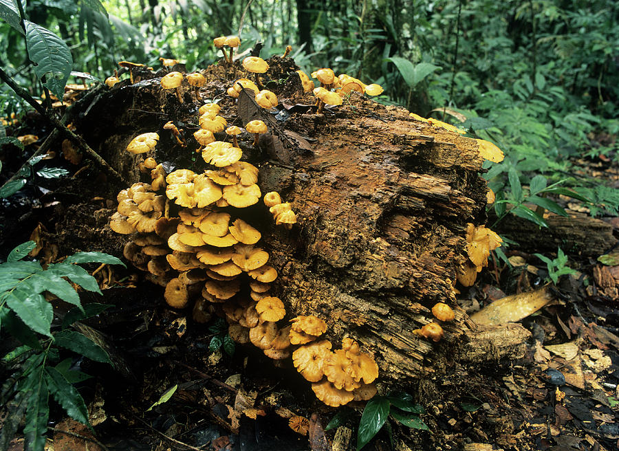 Mushrooms Photograph by Dr Morley Read/science Photo Library