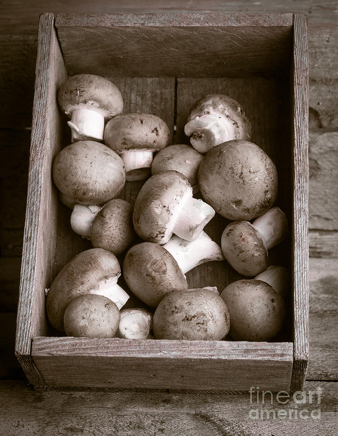 Mushrooms Photograph by Edward Fielding