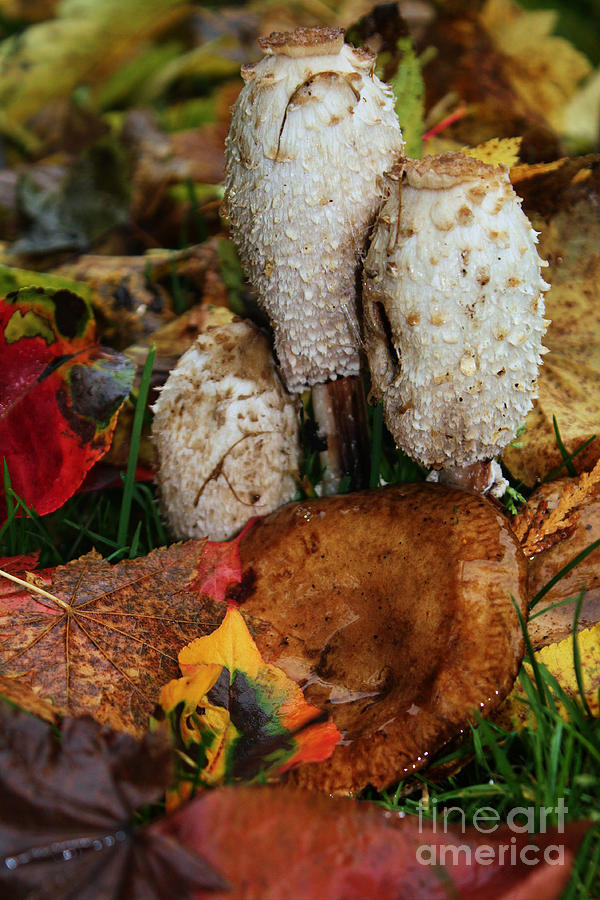 Mushrooms Fall Colors Photograph