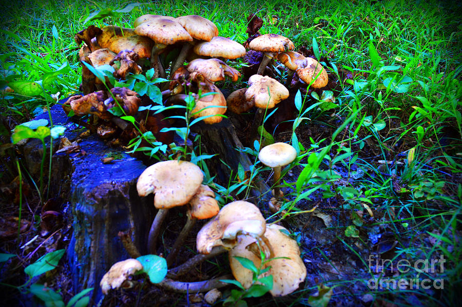Mushrooms Galore Photograph by Stacie Siemsen