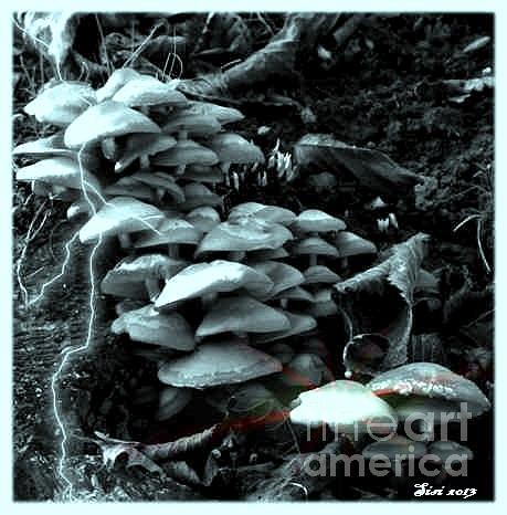 Mushrooms-group Photograph by Susanne Baumann