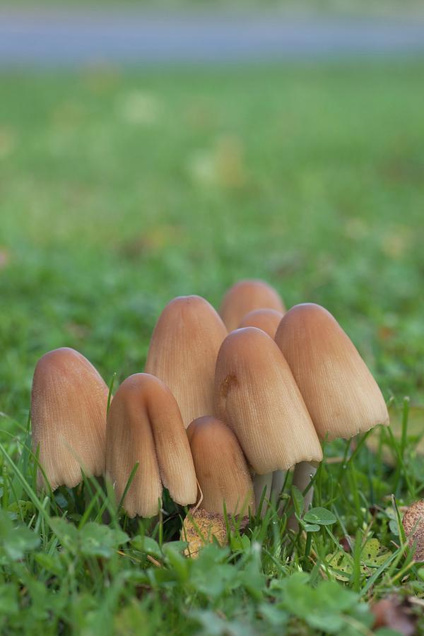 Mushrooms Growing Out Of The Soil Shower Curtain by John Short / Design  Pics 