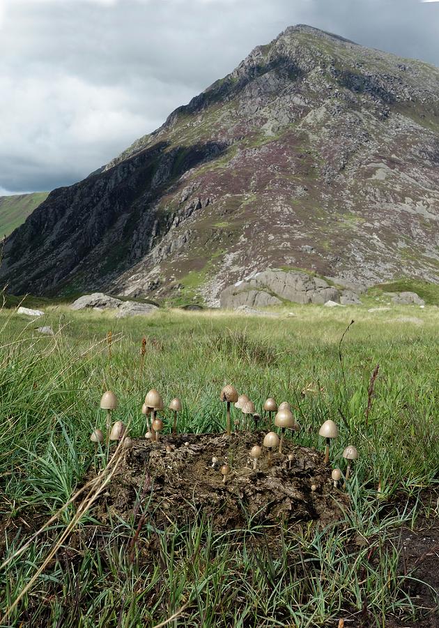 Mushrooms Growing On Cow Dung Photograph by Cordelia Molloy/science ...