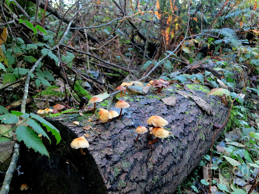 Mushrooms Growing On The Log Photograph by Tatyana Searcy