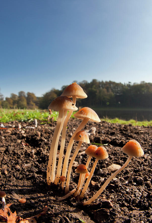 Mushrooms Growing Out Of The Soil Photograph by John Short