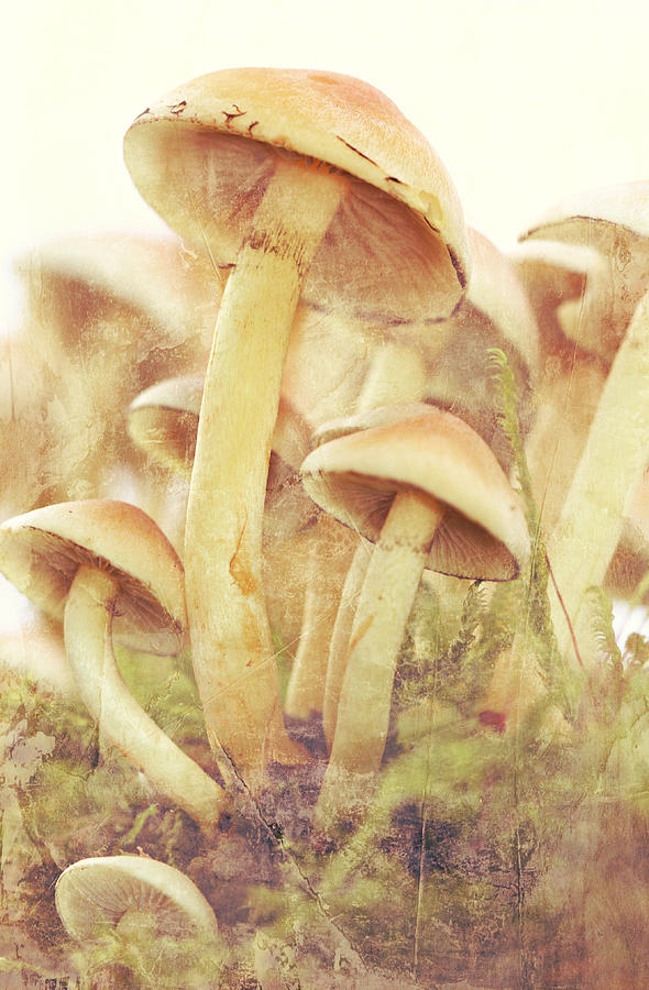 Nature Photograph - Mushrooms by Heike Hultsch