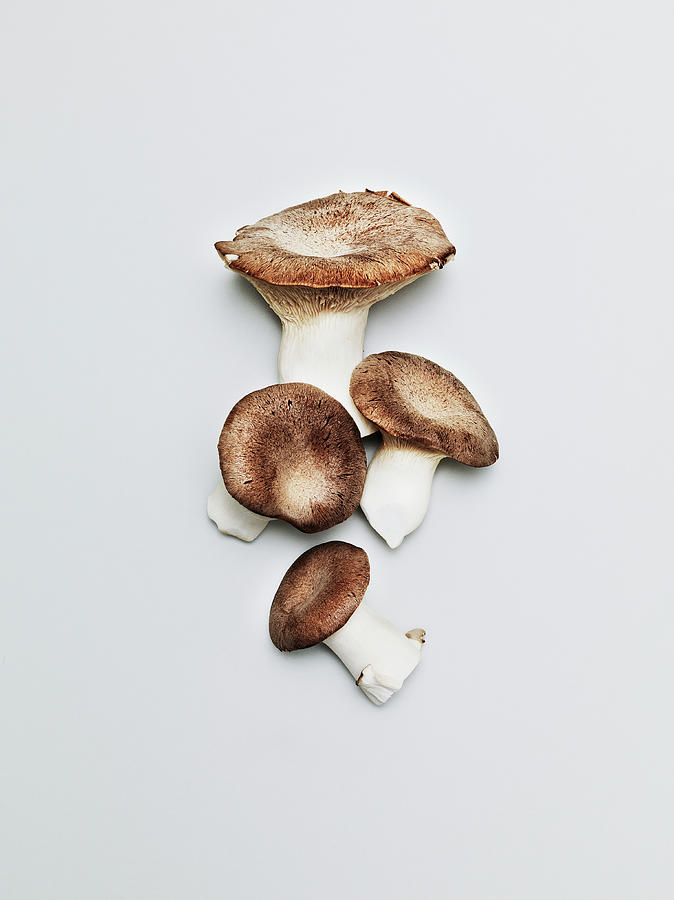 Mushrooms Photograph by Henrik Sorensen