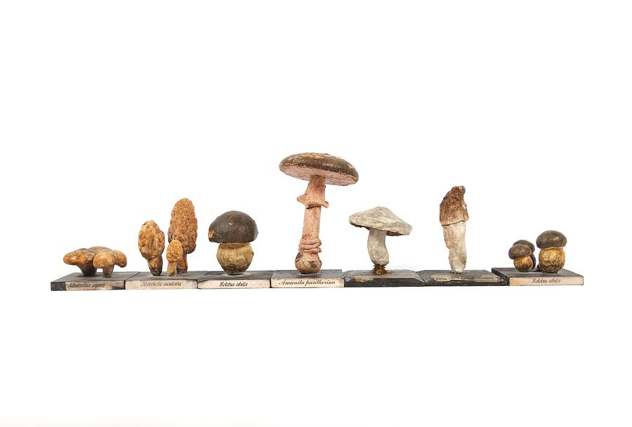 Still Life Photograph - Mushrooms, historical model by Science Photo Library