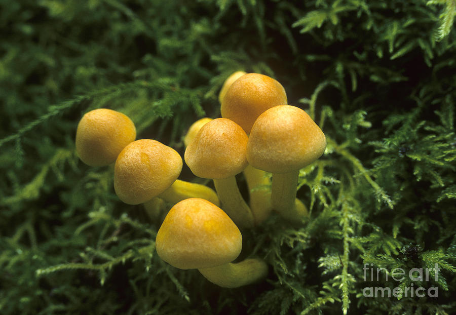 Mushrooms Hypholoma Fasciculare Photograph by Richard and Ellen Thane