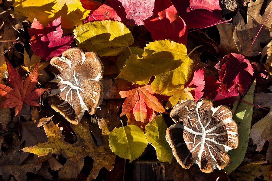 Mushrooms In Fall Leaves Photograph