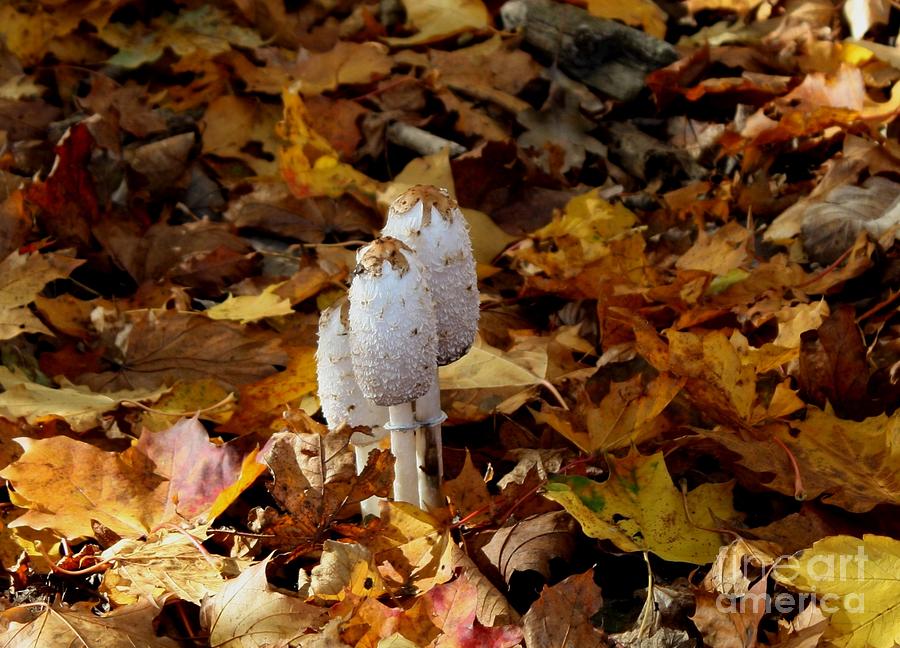 Mushrooms in forest Photograph by Susanne Baumann