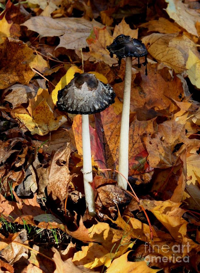 Mushrooms in forest2 Photograph by Susanne Baumann