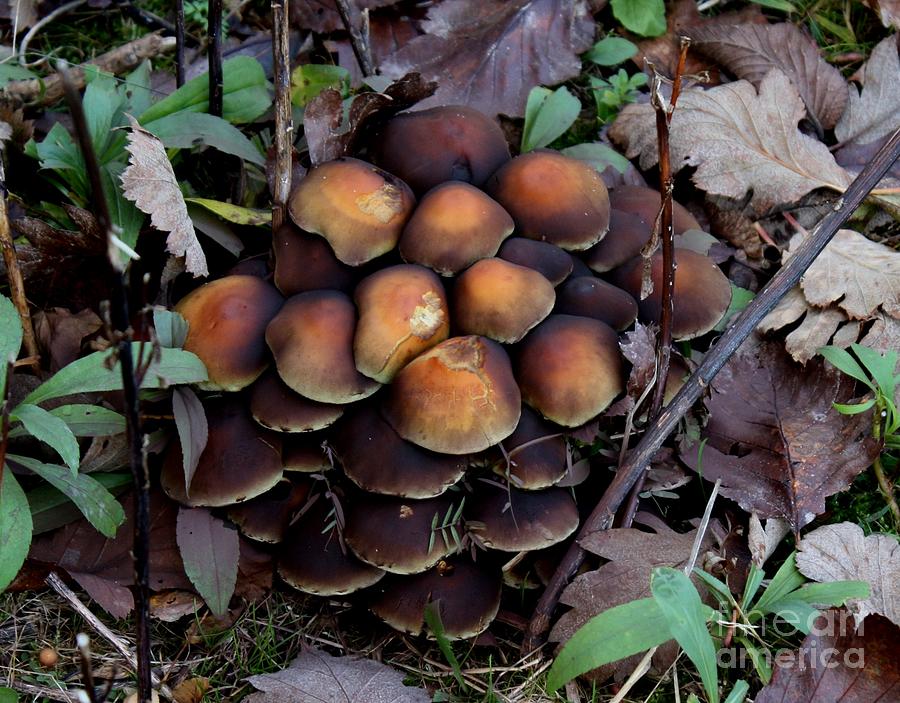 Mushrooms in forest3 Photograph by Susanne Baumann