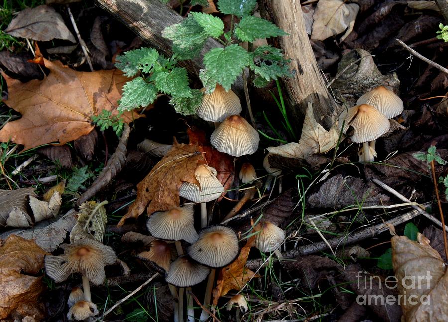 Mushrooms In Forest4 Photograph by Susanne Baumann