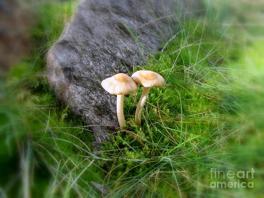 Mushrooms In Grass Photograph by Leone Lund