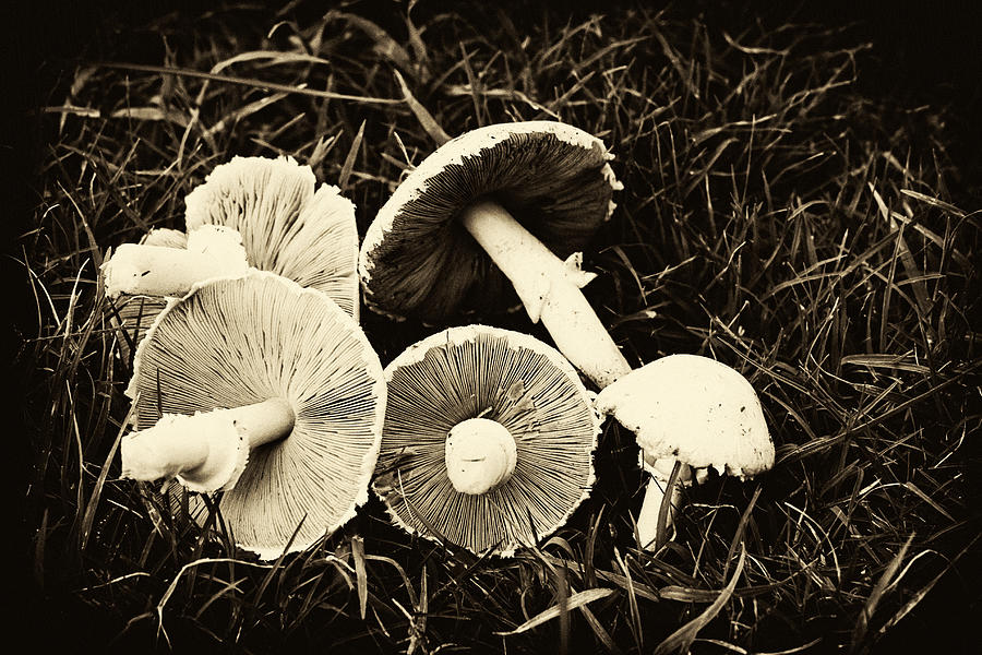 Mushrooms In Sepia Photograph by Tony Grider