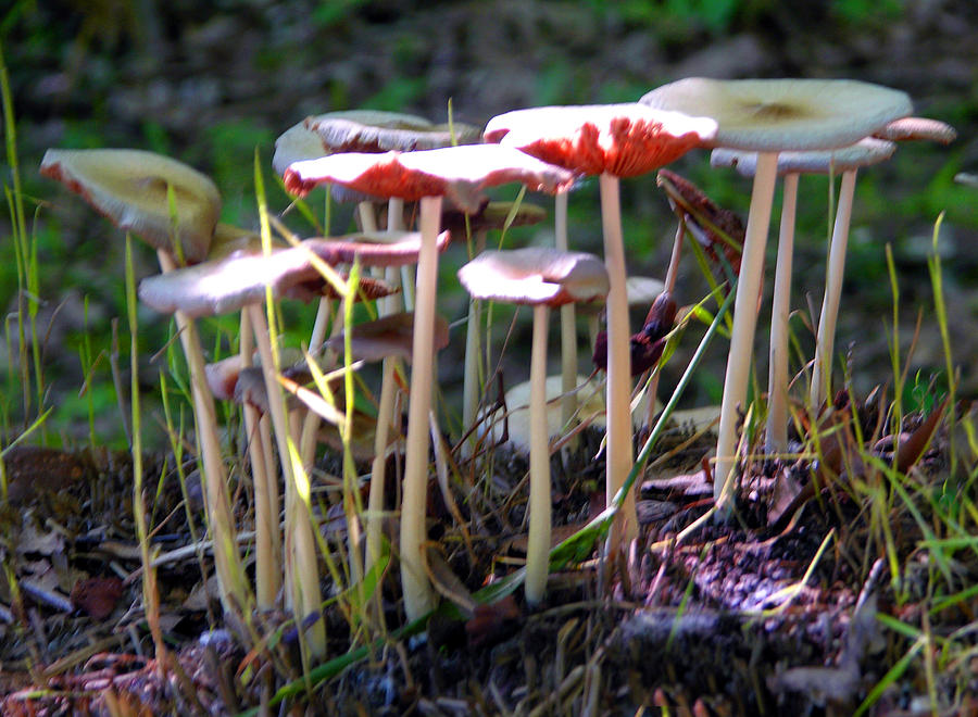 Mushrooms in Sunlight Photograph by John Lautermilch
