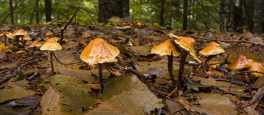 Mushrooms in the Elwha River Photograph by Joe Doherty