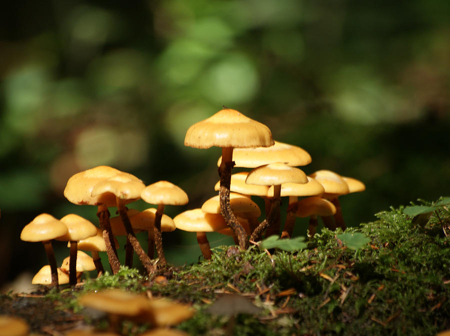 Mushrooms In The Forest Photograph by Jolly Van der Velden