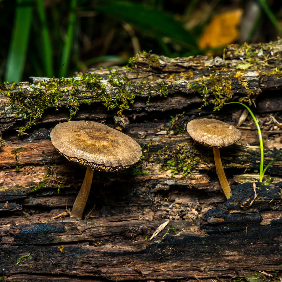 Nature Photograph - Mushrooms In The Forest by Paul Freidlund