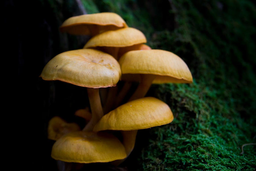 Mushrooms in the Forest Photograph by Shane Holsclaw