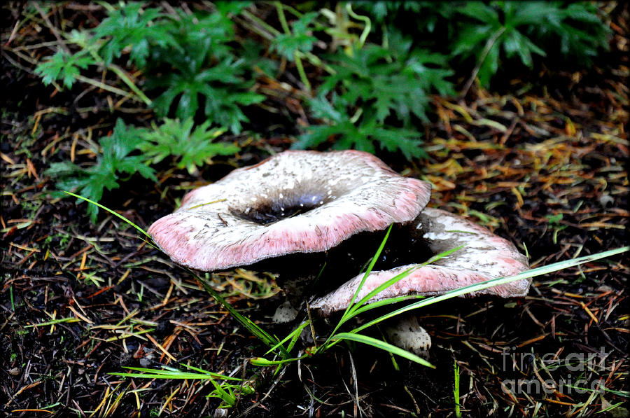 Mushroom  Hug Photograph by Tatyana Searcy