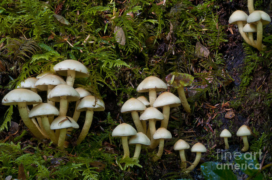 Mushroom Photograph - Mushrooms In The Oregon Coast Range by William H. Mullins