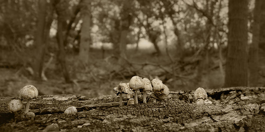 Up Movie Photograph - Mushrooms in the Woods by Nikolyn McDonald